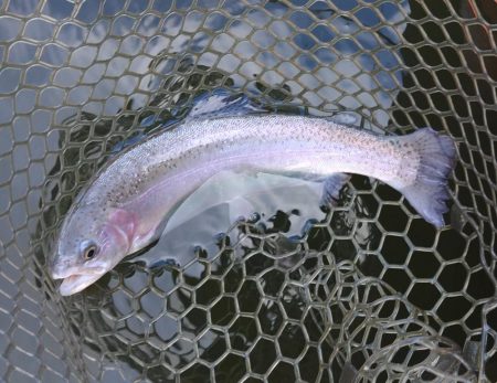 釣れる、釣れるぞ！ 大安トラウトレイク